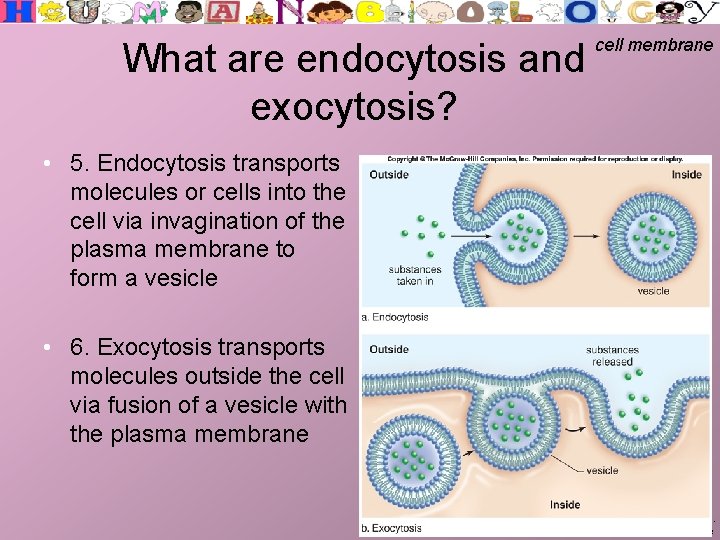 What are endocytosis and exocytosis? cell membrane • 5. Endocytosis transports molecules or cells