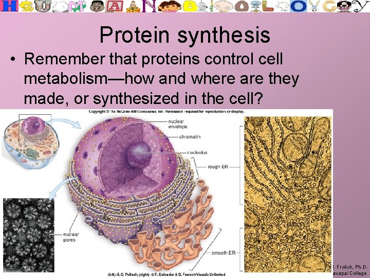 Protein synthesis • Remember that proteins control cell metabolism—how and where are they made,