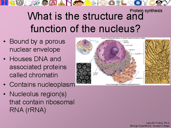 Protein synthesis What is the structure and function of the nucleus? • Bound by