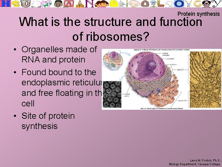 Protein synthesis What is the structure and function of ribosomes? • Organelles made of