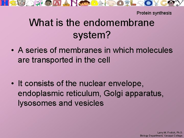 Protein synthesis What is the endomembrane system? • A series of membranes in which