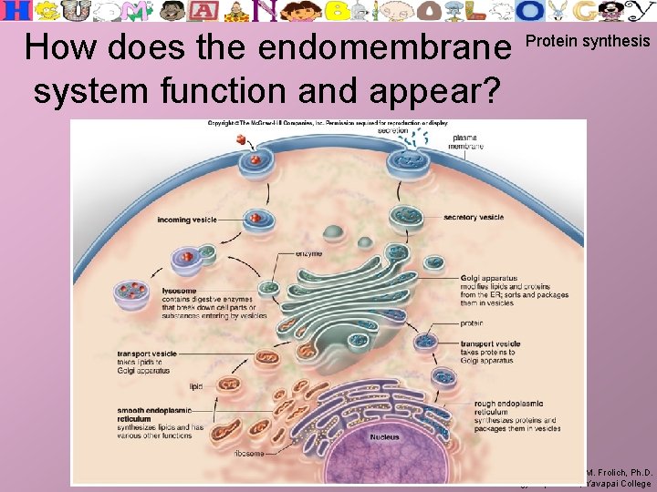 How does the endomembrane system function and appear? Protein synthesis Larry M. Frolich, Ph.