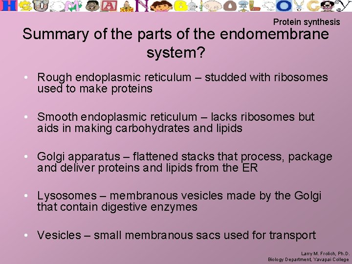 Protein synthesis Summary of the parts of the endomembrane system? • Rough endoplasmic reticulum
