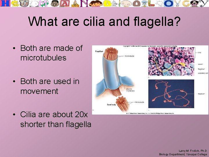 What are cilia and flagella? • Both are made of microtubules • Both are