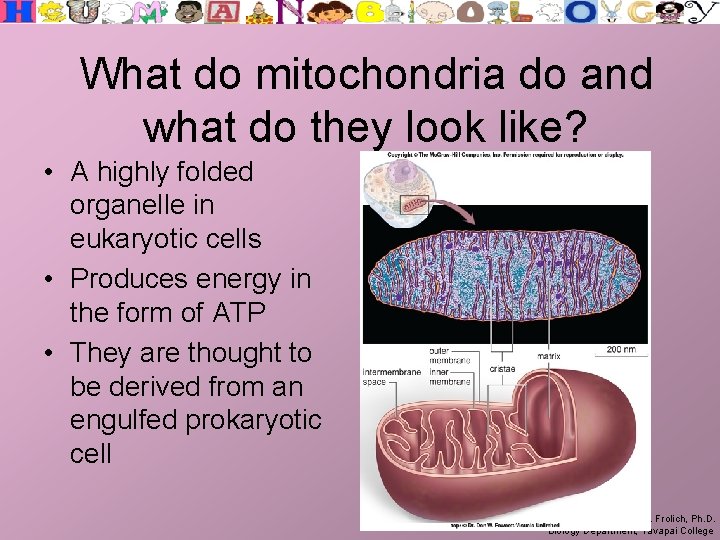 What do mitochondria do and what do they look like? • A highly folded