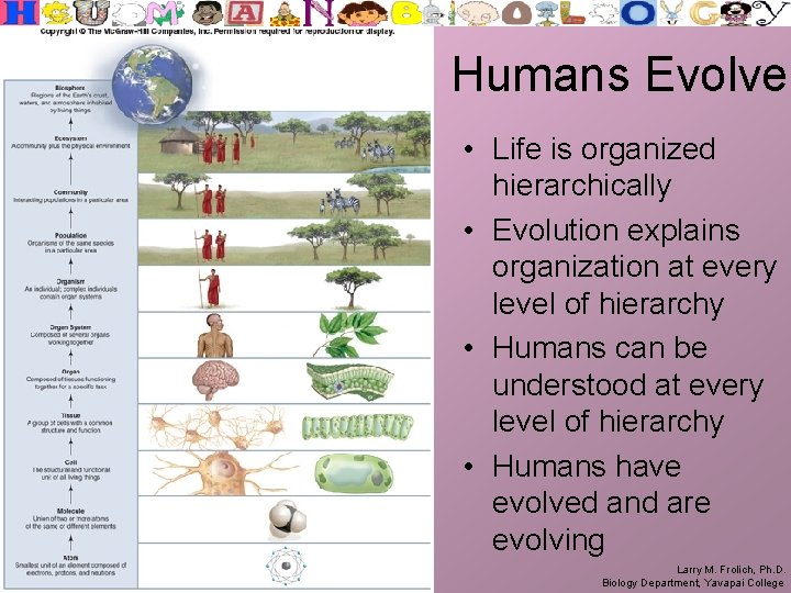 Humans Evolve • Life is organized hierarchically • Evolution explains organization at every level