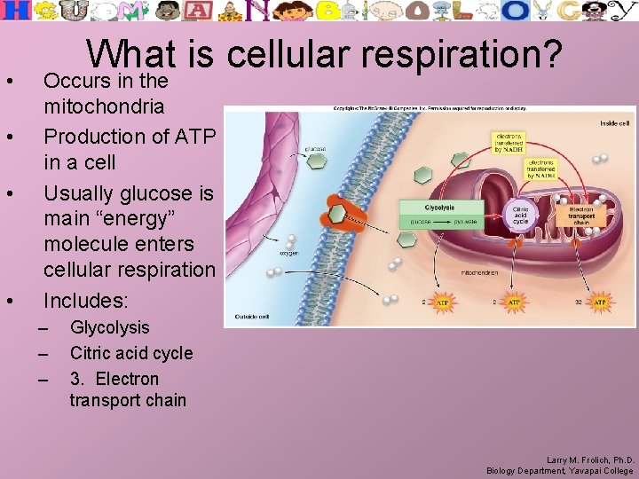  • • What is cellular respiration? Occurs in the mitochondria Production of ATP