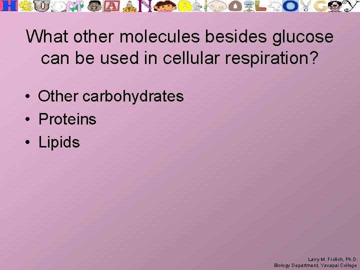 What other molecules besides glucose can be used in cellular respiration? • Other carbohydrates