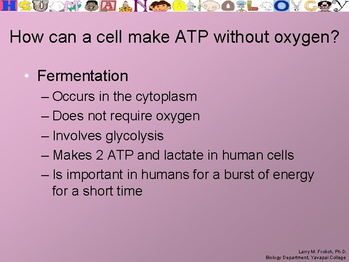 How can a cell make ATP without oxygen? • Fermentation – Occurs in the