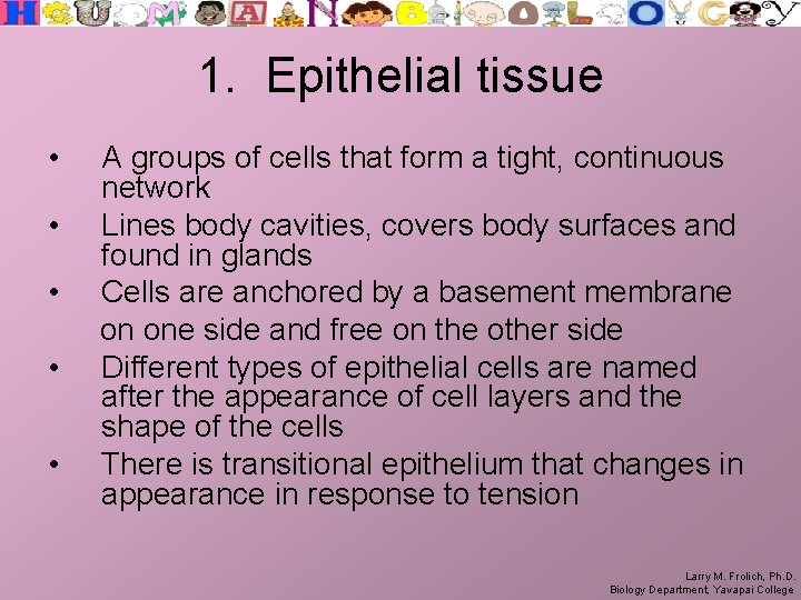 1. Epithelial tissue • • • A groups of cells that form a tight,