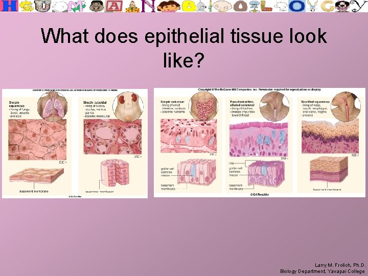 What does epithelial tissue look like? Larry M. Frolich, Ph. D. Biology Department, Yavapai