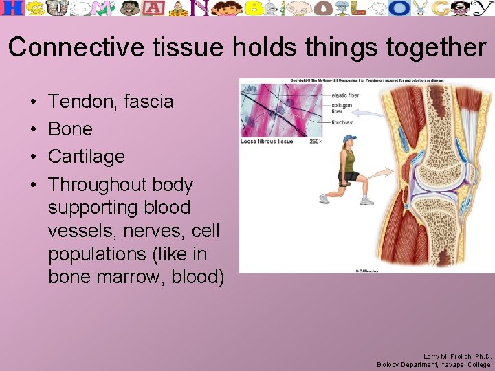 Connective tissue holds things together • • Tendon, fascia Bone Cartilage Throughout body supporting