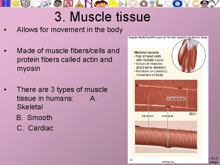 3. Muscle tissue • Allows for movement in the body • Made of muscle