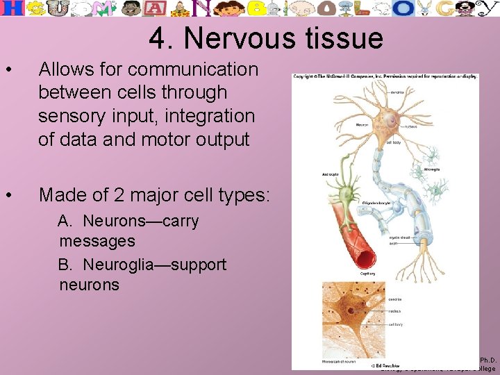 4. Nervous tissue • Allows for communication between cells through sensory input, integration of