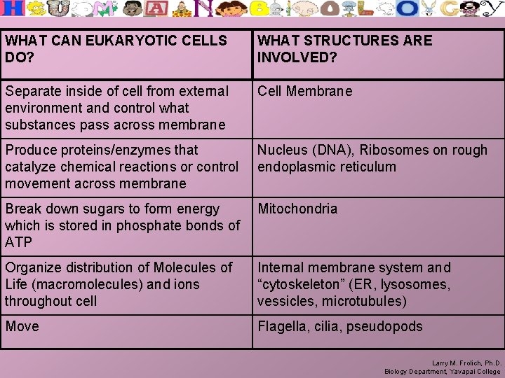 WHAT CAN EUKARYOTIC CELLS DO? WHAT STRUCTURES ARE INVOLVED? Separate inside of cell from