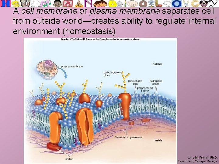 A cell membrane or plasma membrane separates cell from outside world—creates ability to regulate
