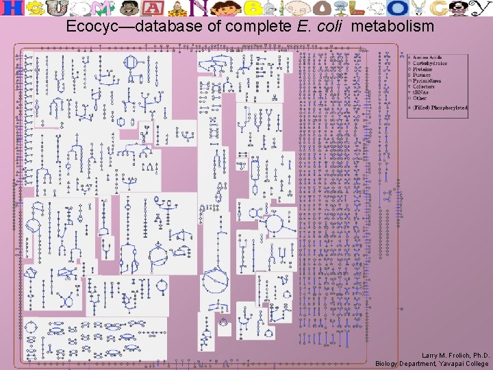Ecocyc—database of complete E. coli metabolism Larry M. Frolich, Ph. D. Biology Department, Yavapai
