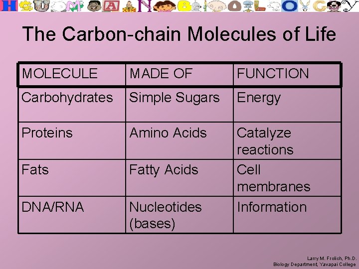 The Carbon-chain Molecules of Life MOLECULE MADE OF FUNCTION Carbohydrates Simple Sugars Energy Proteins