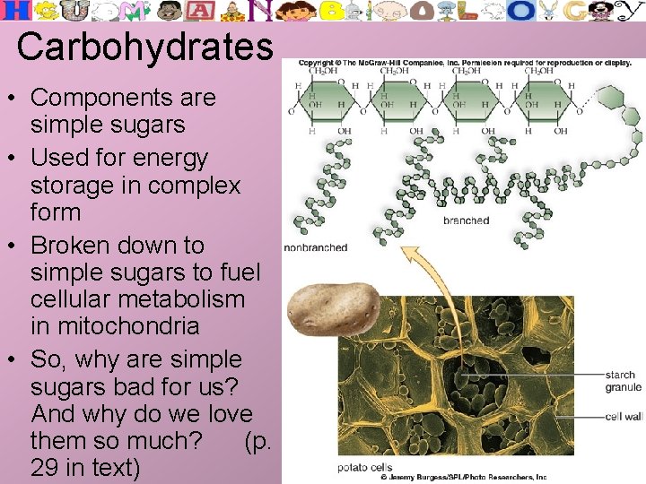 Carbohydrates • Components are simple sugars • Used for energy storage in complex form