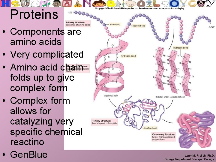 Proteins • Components are amino acids • Very complicated • Amino acid chain folds