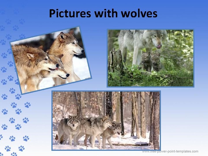 Pictures with wolves 