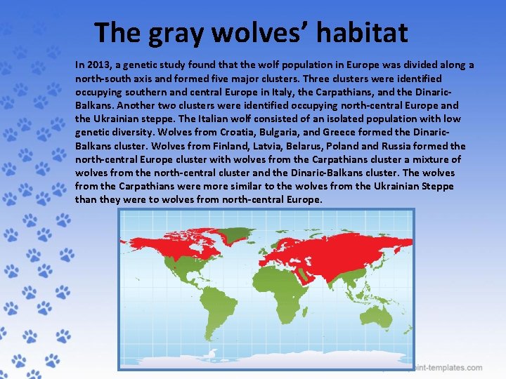 The gray wolves’ habitat In 2013, a genetic study found that the wolf population