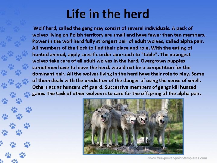 Life in the herd Wolf herd, called the gang may consist of several individuals.