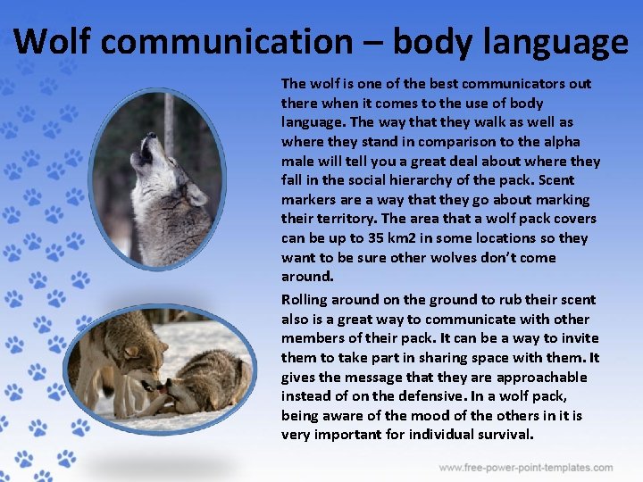 Wolf communication – body language The wolf is one of the best communicators out