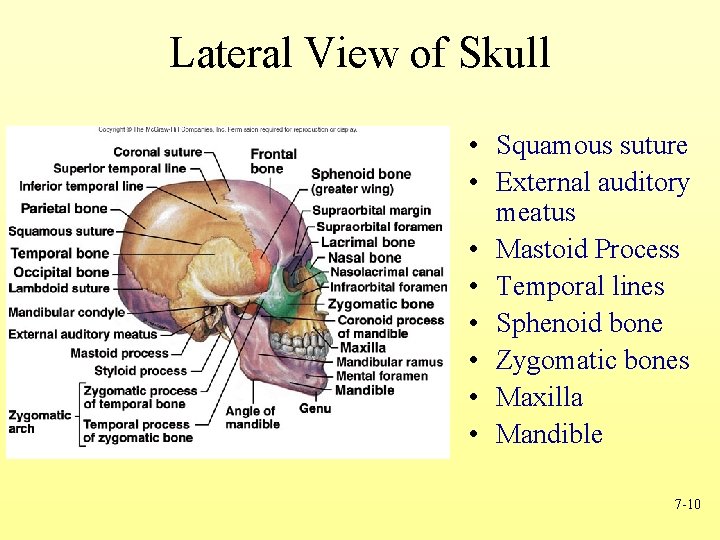 Lateral View of Skull • Squamous suture • External auditory meatus • Mastoid Process