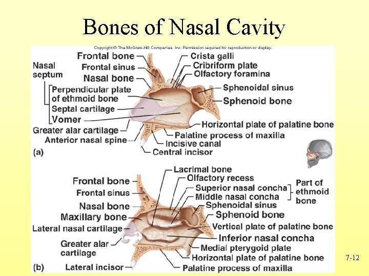 Bones of Nasal Cavity 7 -12 