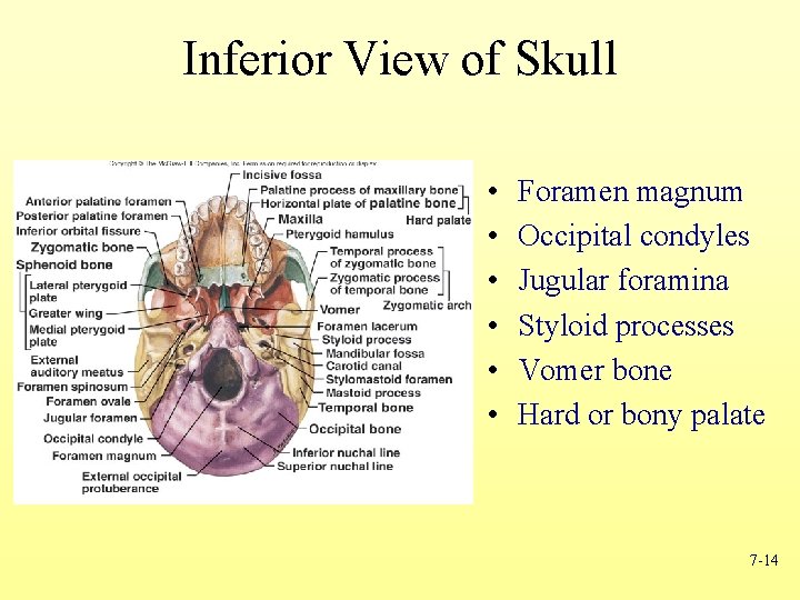 Inferior View of Skull • • • Foramen magnum Occipital condyles Jugular foramina Styloid