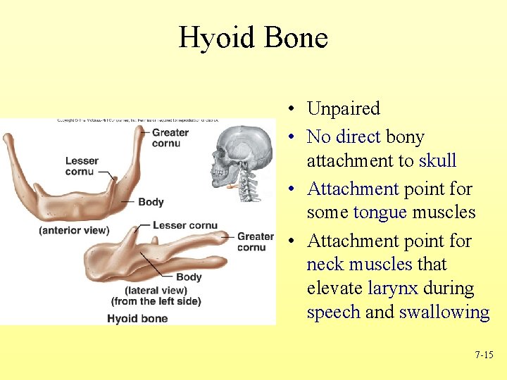 Hyoid Bone • Unpaired • No direct bony attachment to skull • Attachment point
