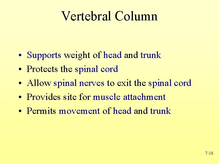 Vertebral Column • • • Supports weight of head and trunk Protects the spinal