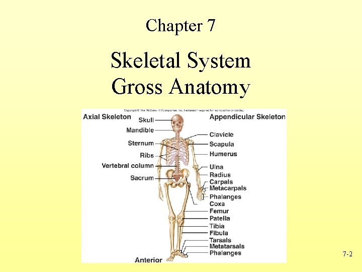 Chapter 7 Skeletal System Gross Anatomy 7 -2 