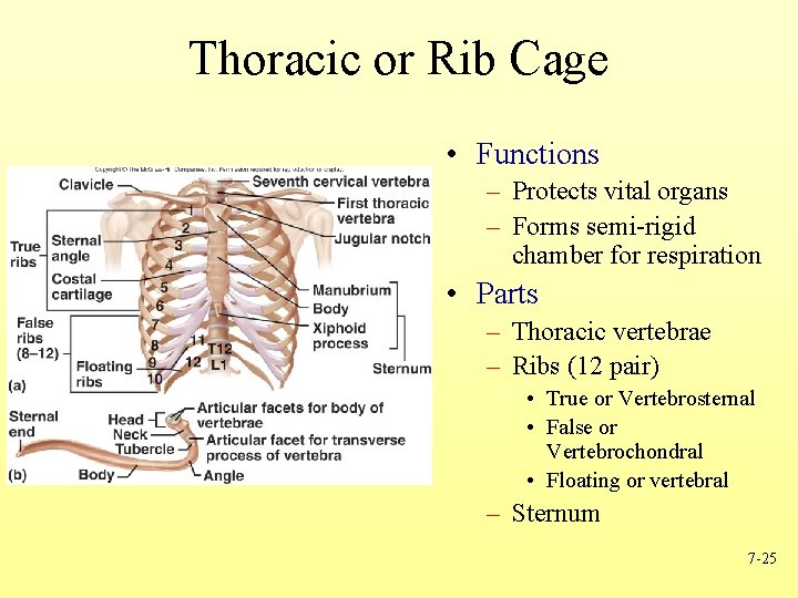 Thoracic or Rib Cage • Functions – Protects vital organs – Forms semi-rigid chamber