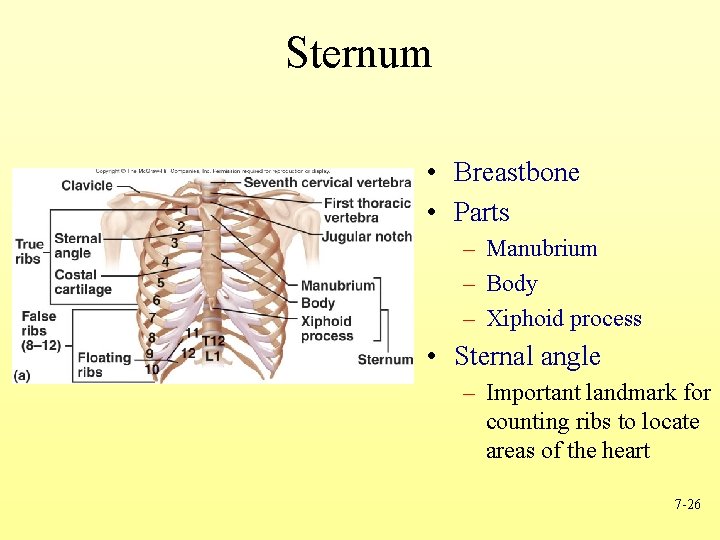 Sternum • Breastbone • Parts – Manubrium – Body – Xiphoid process • Sternal