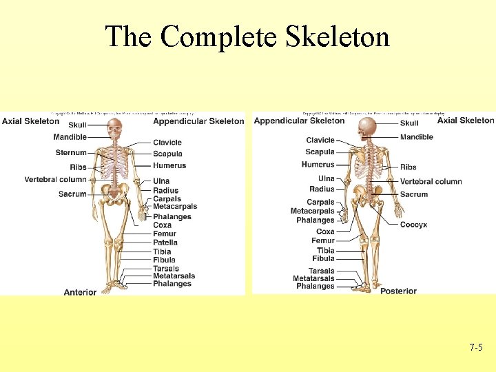 The Complete Skeleton 7 -5 