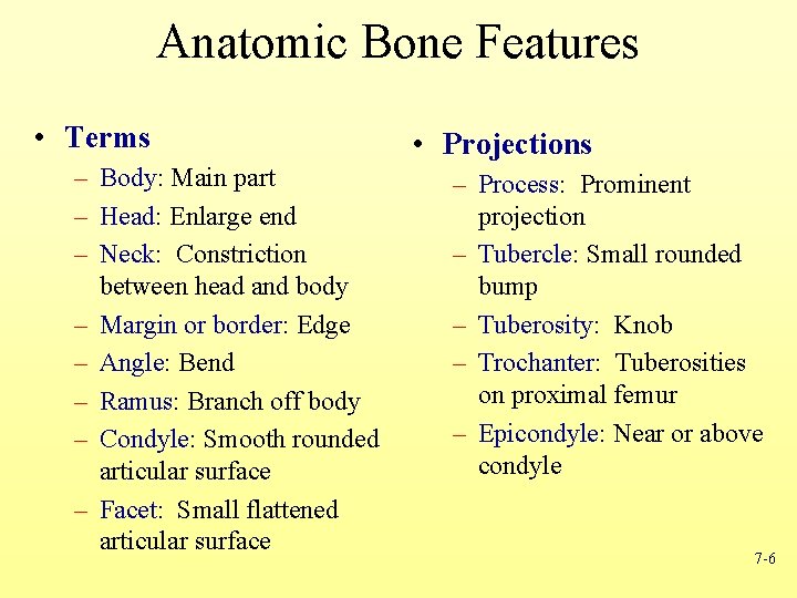 Anatomic Bone Features • Terms – Body: Main part – Head: Enlarge end –