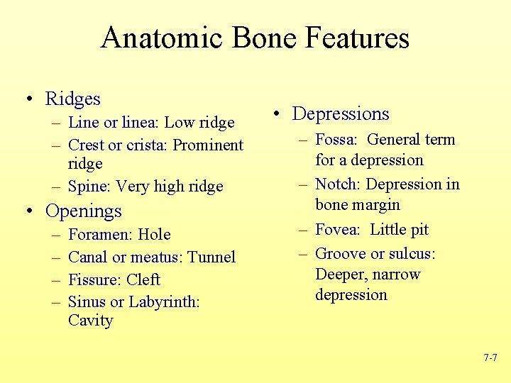 Anatomic Bone Features • Ridges – Line or linea: Low ridge – Crest or