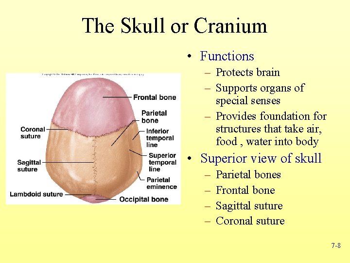 The Skull or Cranium • Functions – Protects brain – Supports organs of special