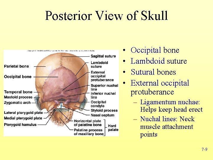 Posterior View of Skull • • Occipital bone Lambdoid suture Sutural bones External occipital