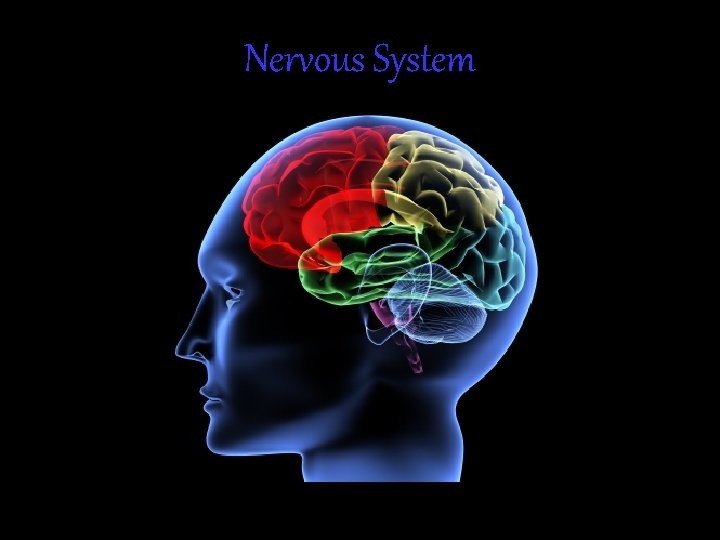 Nervous System 