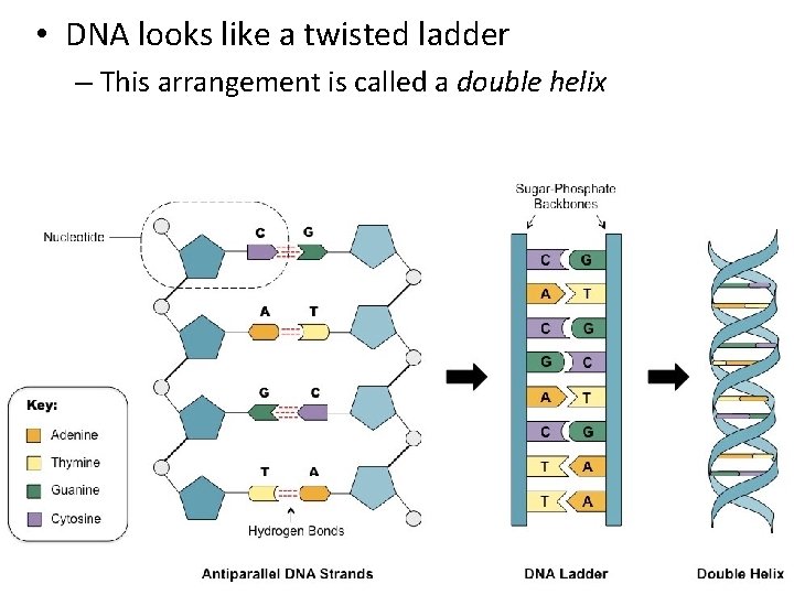  • DNA looks like a twisted ladder – This arrangement is called a