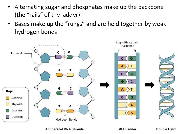  • Alternating sugar and phosphates make up the backbone (the “rails” of the