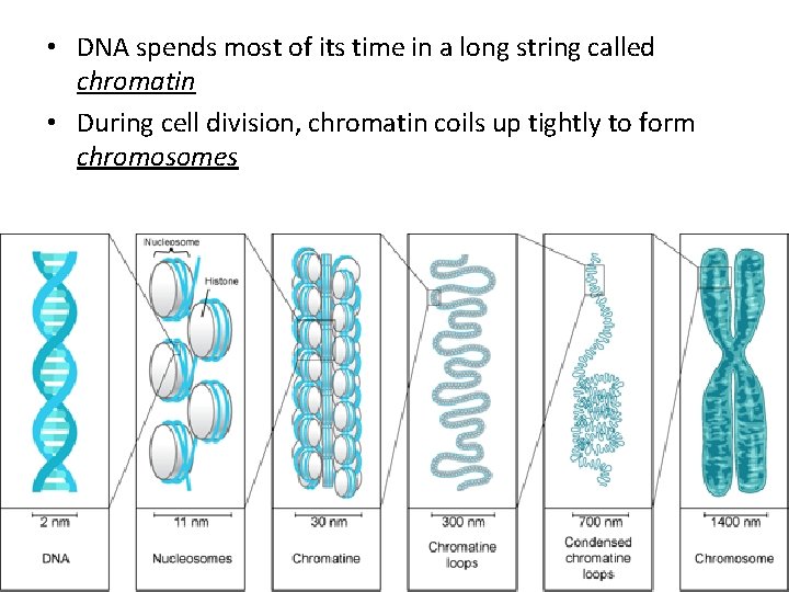  • DNA spends most of its time in a long string called chromatin