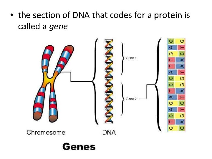  • the section of DNA that codes for a protein is called a