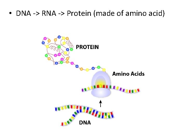  • DNA -> RNA -> Protein (made of amino acid) 