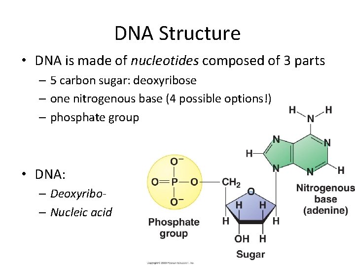 DNA Structure • DNA is made of nucleotides composed of 3 parts – 5
