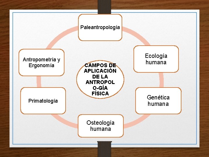 Paleantropología Antropometría y Ergonomía CAMPOS DE APLICACIÓN DE LA ANTROPOL O-GÍA FÍSICA Primatología Osteología