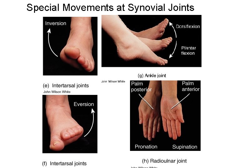 Special Movements at Synovial Joints 